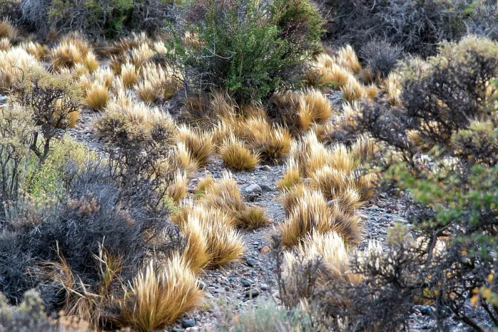 Framed Print : Coiron (Festuca gracillima) in the steppes of Patagonia, Argentina Framed Print : Coiron (Festuca gracillima) in the steppes of Patagonia, Argentina