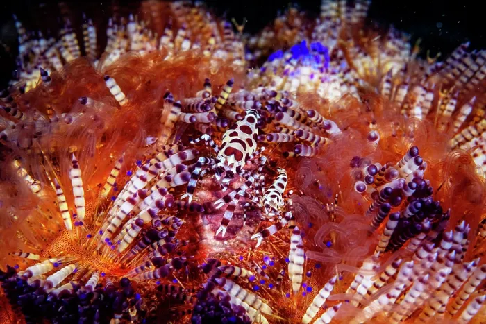 Framed Print : Coleman shrimps (Periclimenes colemani) pair, female on left, resting in a Fire urchin (Asthenosoma varium), Lembeh Strait, North Sulawesi, Indonesia, Pacific Ocean Framed Print : Coleman shrimps (Periclimenes colemani) pair, female on left, resting in a Fire urchin (Asthenosoma varium), Lembeh Strait, North Sulawesi, Indonesia, Pacific Ocean