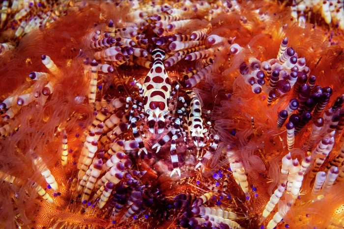 Framed Print : Coleman shrimps (Periclimenes colemani) pair, female on left, resting in a Fire urchin (Asthenosoma varium), Lembeh Strait, North Sulawesi, Indonesia, Pacific Ocean Framed Print : Coleman shrimps (Periclimenes colemani) pair, female on left, resting in a Fire urchin (Asthenosoma varium), Lembeh Strait, North Sulawesi, Indonesia, Pacific Ocean