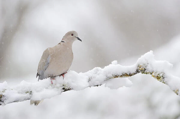 Collared dove (Streptopelia decaocto) perched on a snow covered branch, Perthshire