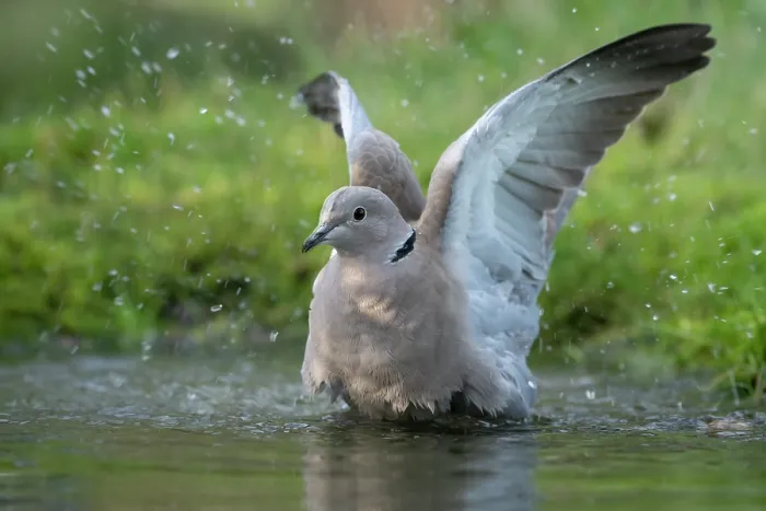 Framed Print : Collared dove (Streptopelia decaocto) bathing, Brasschaat, Belgium. January Framed Print : Collared dove (Streptopelia decaocto) bathing, Brasschaat, Belgium. January