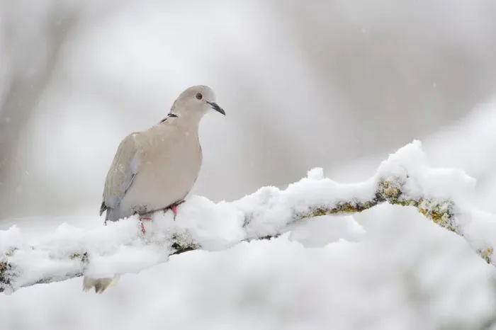 Framed Print : Collared dove (Streptopelia decaocto) perched on a snow covered branch, Perthshire Framed Print : Collared dove (Streptopelia decaocto) perched on a snow covered branch, Perthshire