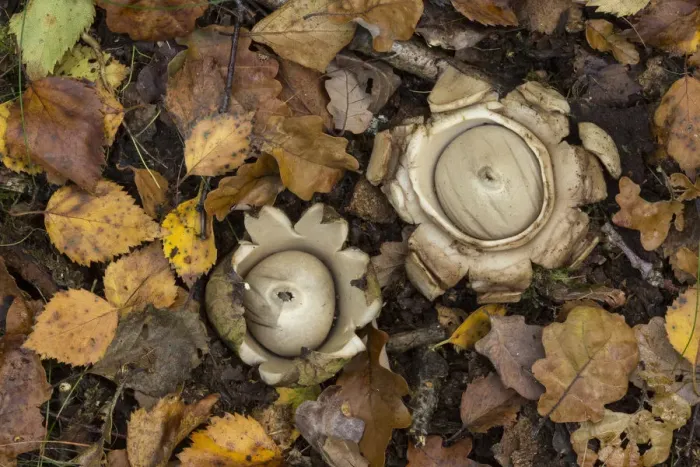 Framed Print : Collared earth star (Geastrum triplex), two on woodland floor. South Yorkshire, England, UK Framed Print : Collared earth star (Geastrum triplex), two on woodland floor. South Yorkshire, England, UK