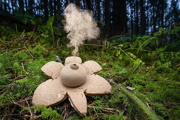 Collared earthstar (Geastrum michelianum) on forest floor, dispersing spores. This species disperses its spores when raindrops strike the fruiting body, here the fungus has been tapped with a twig to simulate this, Peak District National Park