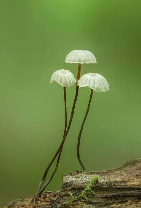 Framed Print : Collared parachute mushrooms (Marasmius rotula) in woodland, Gosford Forest Park, County Armagh, Northern Ireland, UK. July Framed Print : Collared parachute mushrooms (Marasmius rotula) in woodland, Gosford Forest Park, County Armagh, Northern Ireland, UK. July