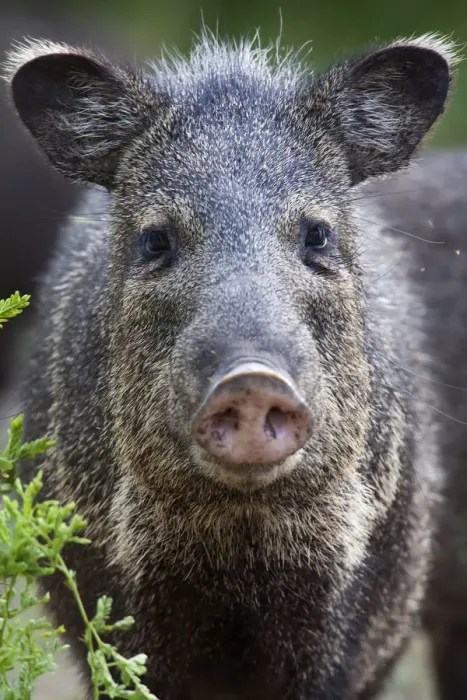 Framed Print : Collared peccary (Pecari tajacu) Laredo Borderlands, Texas, USA. April Framed Print : Collared peccary (Pecari tajacu) Laredo Borderlands, Texas, USA. April