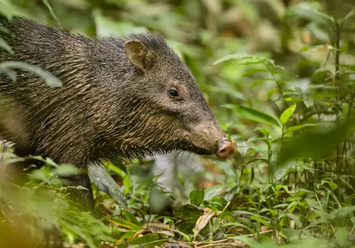 Framed Print : Collared peccary (Pecari tajacu) standing on the rainforest floor. Madre de Dios, Peru Framed Print : Collared peccary (Pecari tajacu) standing on the rainforest floor. Madre de Dios, Peru