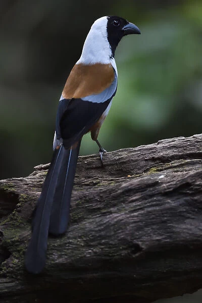 Collared treepie (Dendrositta frontalis) bird perched on a tree Tongbiguan Nature Reserve