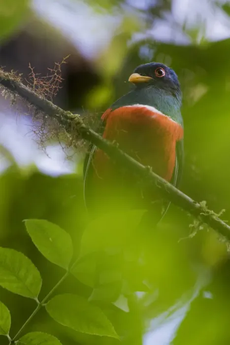 Framed Print : Collared trogon (Trogon collaris) perched on a branch. Mindo, Pichincha, Ecuador Framed Print : Collared trogon (Trogon collaris) perched on a branch. Mindo, Pichincha, Ecuador