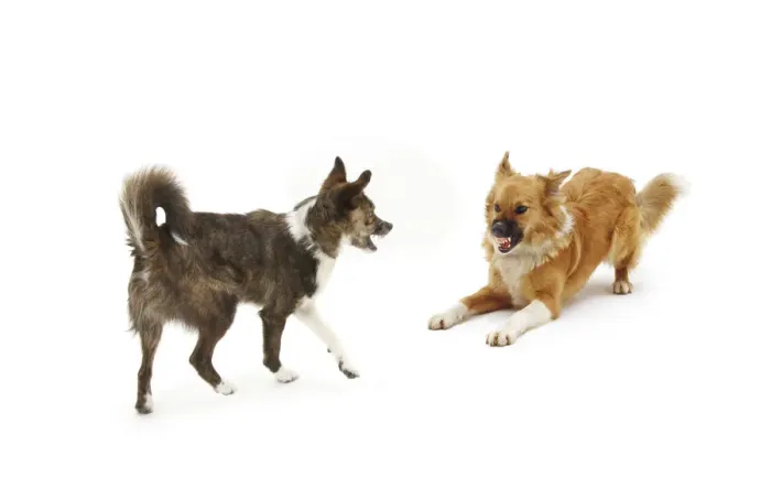 Framed Print : Collie cross dogs Brec and Bliss, exchanging angry snarls. Brec with hackles raised Framed Print : Collie cross dogs Brec and Bliss, exchanging angry snarls. Brec with hackles raised
