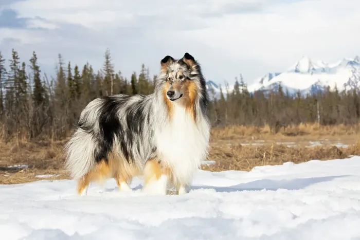 Framed Print : Collie standing in snowy, frozen marsh, Eagle River, Alaska, USA. April Framed Print : Collie standing in snowy, frozen marsh, Eagle River, Alaska, USA. April