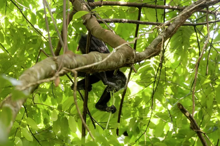 Framed Print : Colombian black spider monkey (Ateles fusciceps rufiventris) female, hanging from branch feeding on herbaceous plant (Philodendron sp.), Marimonda, Necocli, Colombia. Endangered Framed Print : Colombian black spider monkey (Ateles fusciceps rufiventris) female, hanging from branch feeding on herbaceous plant (Philodendron sp.), Marimonda, Necocli, Colombia. Endangered