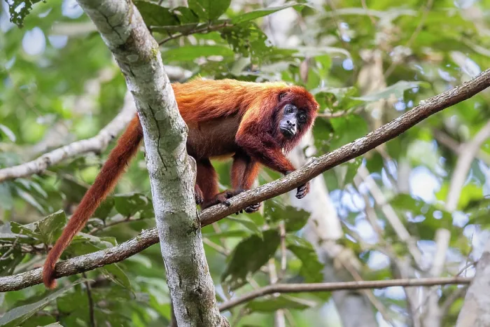 Framed Print : Colombian red howler (Alouatta seniculus) walking along branch in rainforest, Las Piedras, Madre de dios, Peru Framed Print : Colombian red howler (Alouatta seniculus) walking along branch in rainforest, Las Piedras, Madre de dios, Peru