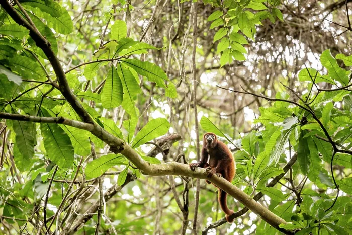 Framed Print : Colombian red-howler monkey (Alouatta seniculus) sitting on branch, Tayrona National Park, Colombia Framed Print : Colombian red-howler monkey (Alouatta seniculus) sitting on branch, Tayrona National Park, Colombia