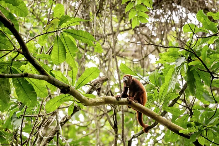 Framed Print : Colombian red-howler monkey (Alouatta seniculus) sitting on branch, Tayrona National Park, Colombia