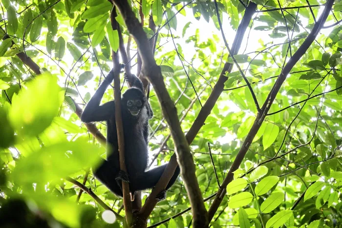 Framed Print : Colombian spider monkey (Ateles fusciceps rufiventris) female, sitting in tree, Marimonda, Necocli, Colombia. Endangered Framed Print : Colombian spider monkey (Ateles fusciceps rufiventris) female, sitting in tree, Marimonda, Necocli, Colombia. Endangered