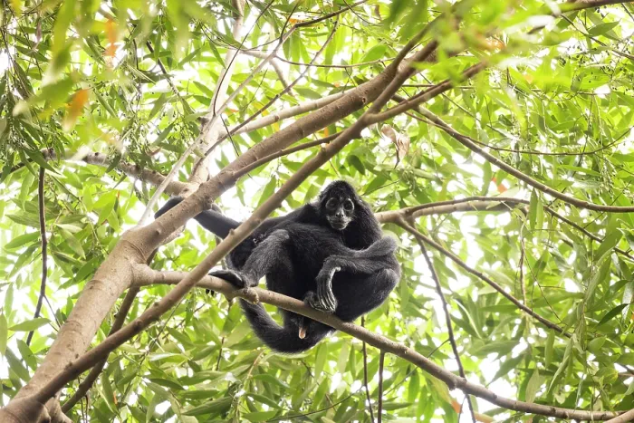Framed Print : Colombian spider monkey (Ateles fusciceps rufiventris) female, sitting on branch looking down, Marimonda, Necocli, Colombia. Endangered Framed Print : Colombian spider monkey (Ateles fusciceps rufiventris) female, sitting on branch looking down, Marimonda, Necocli, Colombia. Endangered