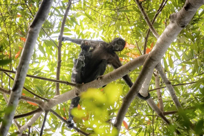 Framed Print : Colombian spider monkey (Ateles fusciceps rufiventris) female, carrying infant, climbing along branch, Marimonda, Necocli, Colombia. Endangered Framed Print : Colombian spider monkey (Ateles fusciceps rufiventris) female, carrying infant, climbing along branch, Marimonda, Necocli, Colombia. Endangered
