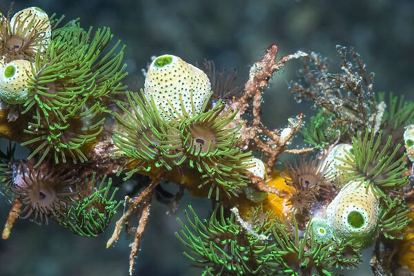 Colonial anemones (Amphianthus nitidus) with Green urn sea squirts (Didemnum molle)