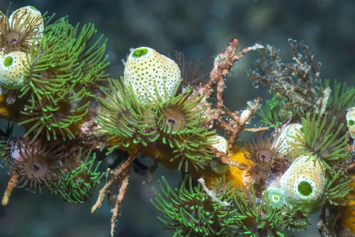 Framed Print : Colonial anemones (Amphianthus nitidus) with Green urn sea squirts (Didemnum molle) Framed Print : Colonial anemones (Amphianthus nitidus) with Green urn sea squirts (Didemnum molle)