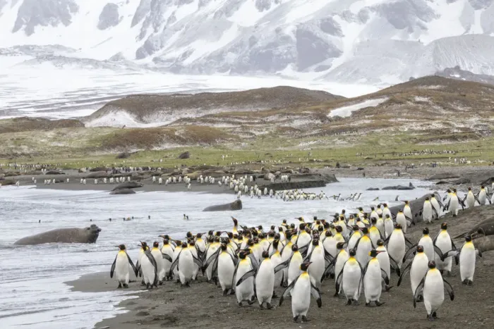 Framed Print : Colonies of King penguins 1+Aptenodytes patagonicus+1 and Southern Elephant Seals Framed Print : Colonies of King penguins 1+Aptenodytes patagonicus+1 and Southern Elephant Seals