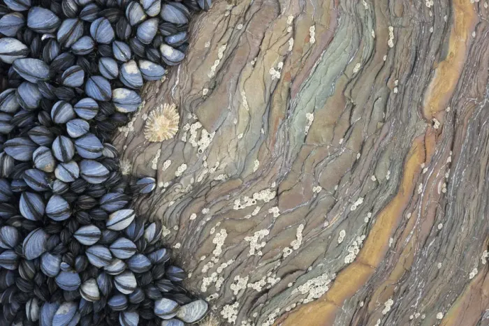 Framed Print : Colony of Common Mussels (Mytilus edulis) growing on striated rock formation exposed at low tide Framed Print : Colony of Common Mussels (Mytilus edulis) growing on striated rock formation exposed at low tide