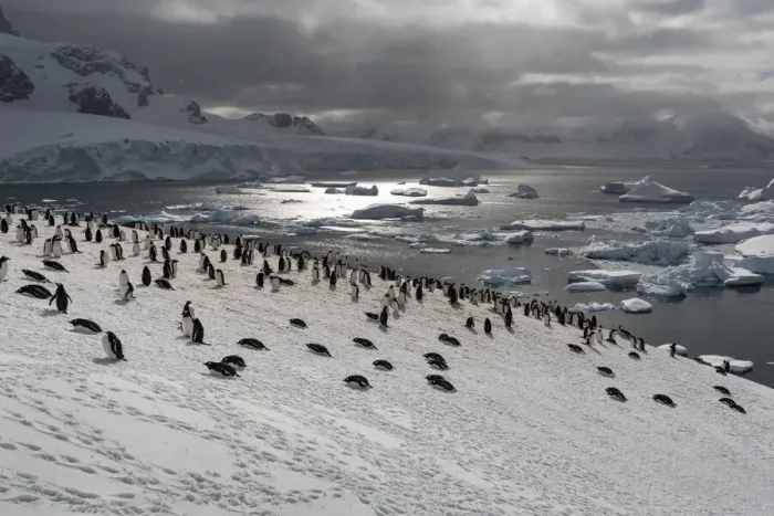 Framed Print : Colony of Gentoo penguins (Pygoscelis papua) on a snow hill with sea in the background