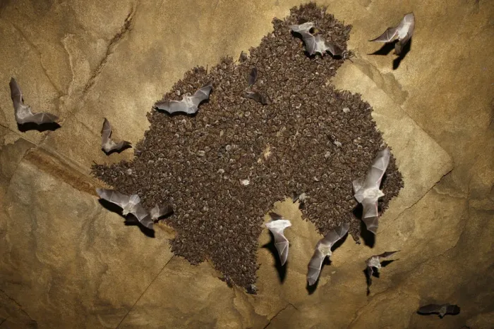 Framed Print : Colony of Lesser mouse eared bats (Myotis blythii) roosting in cave, some in flight Framed Print : Colony of Lesser mouse eared bats (Myotis blythii) roosting in cave, some in flight