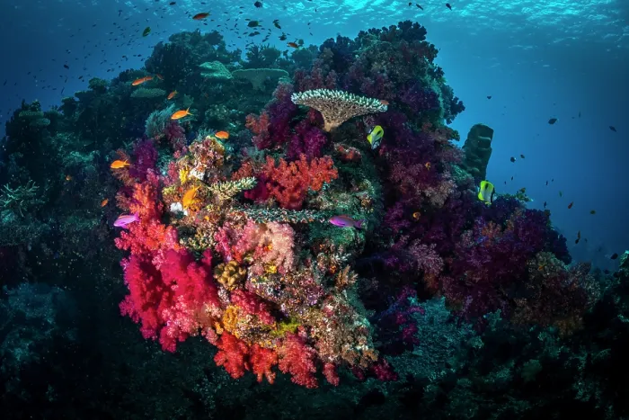 Framed Print : Colorful soft and hard corals at the beginning of the White Wall dive site, Rainbow Reef, Fiji, Somosomo Strait, South Pacific Ocean Framed Print : Colorful soft and hard corals at the beginning of the White Wall dive site, Rainbow Reef, Fiji, Somosomo Strait, South Pacific Ocean