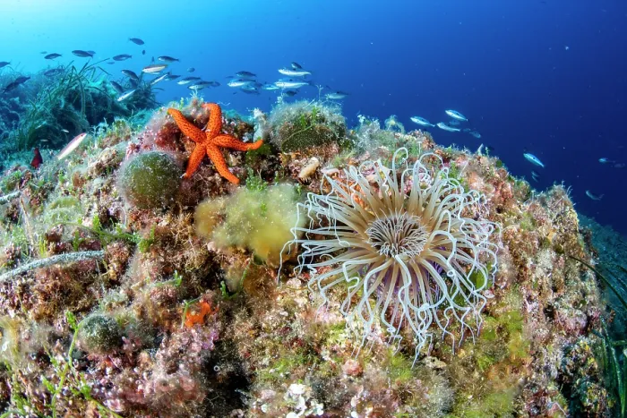 Framed Print : Coloured tube anemone (Cerianthus membranaceus) and Red seastar (Hacelia attenuata) on a reef, Vis Island, Croatia, Adriatic Sea Framed Print : Coloured tube anemone (Cerianthus membranaceus) and Red seastar (Hacelia attenuata) on a reef, Vis Island, Croatia, Adriatic Sea