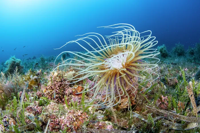 Framed Print : Coloured tube anemone (Cerianthus membranaceus) on seabed, Vis Island, Croatia, Adriatic Sea Framed Print : Coloured tube anemone (Cerianthus membranaceus) on seabed, Vis Island, Croatia, Adriatic Sea
