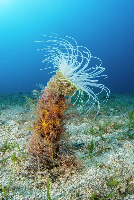 Framed Print : Coloured tube anemone (Cerianthus membranaceus) on seabed, Vis Island, Croatia, Adriatic Sea Framed Print : Coloured tube anemone (Cerianthus membranaceus) on seabed, Vis Island, Croatia, Adriatic Sea