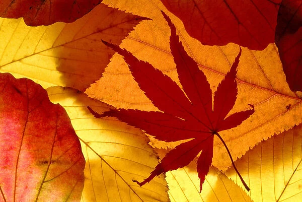 Colourful autumnal leaves backlit. Cornwall, UK