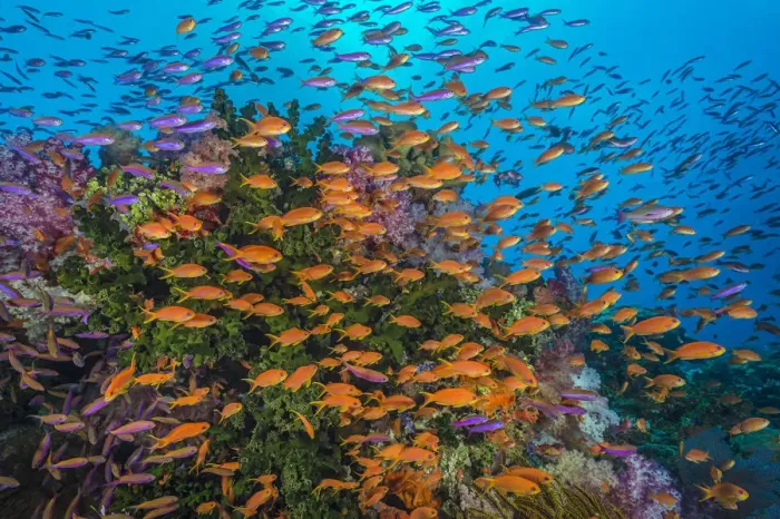 Framed Print : Colourful reef scene with Green tubastrea (Tubastrea micrantha), Soft corals (Scleronephthya sp Framed Print : Colourful reef scene with Green tubastrea (Tubastrea micrantha), Soft corals (Scleronephthya sp