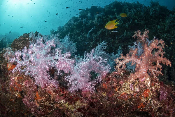 Colourful Soft corals (Dendronephthya hemprichi) with reef fishes