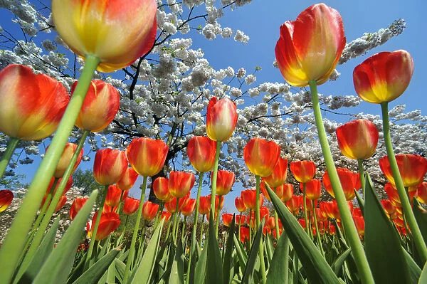 Colourful tulips (Tulipa sp. ) and Japanese cherry tree (Prunus serrulata) blossom