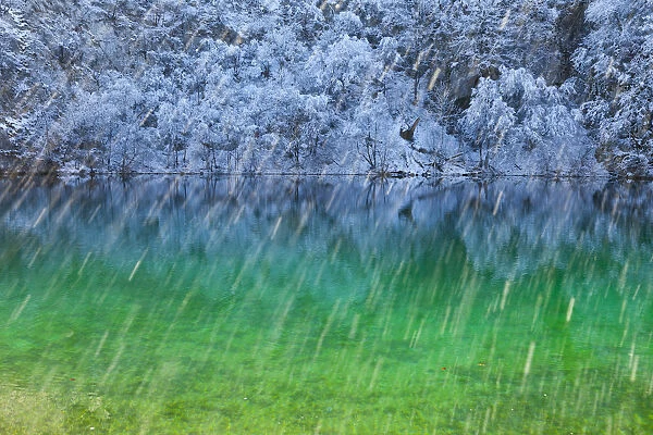 Colourful water with reflections in snow, Plitvice Lakes National Park, Lika, Croatia