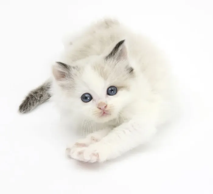 Framed Print : Colourpoint kitten stretching Framed Print : Colourpoint kitten stretching