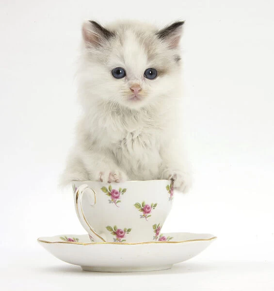 Colourpoint kitten in a tea cup