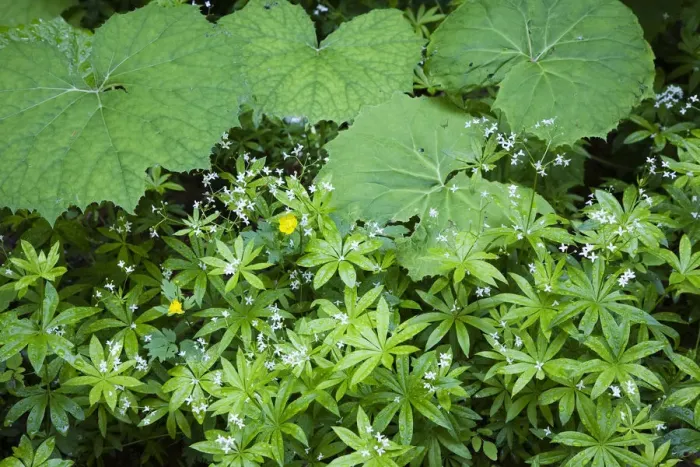 Framed Print : Coltsfoot (Tussilago farfara) and Woodruff (Galium odoratum) herbs growing in a deciduous forest Framed Print : Coltsfoot (Tussilago farfara) and Woodruff (Galium odoratum) herbs growing in a deciduous forest