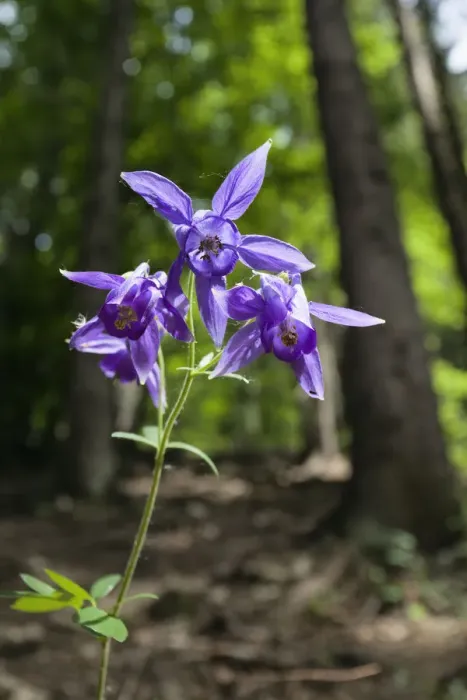 Framed Print : Columbine (Aquilegia sp) in flower, Slovak Paradise National Park, Slovensky Raj Framed Print : Columbine (Aquilegia sp) in flower, Slovak Paradise National Park, Slovensky Raj