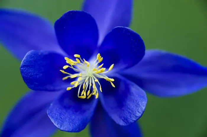 Framed Print : Columbine (Aquilegia sp) flower, Triglav National Park, Slovenia, June 2009