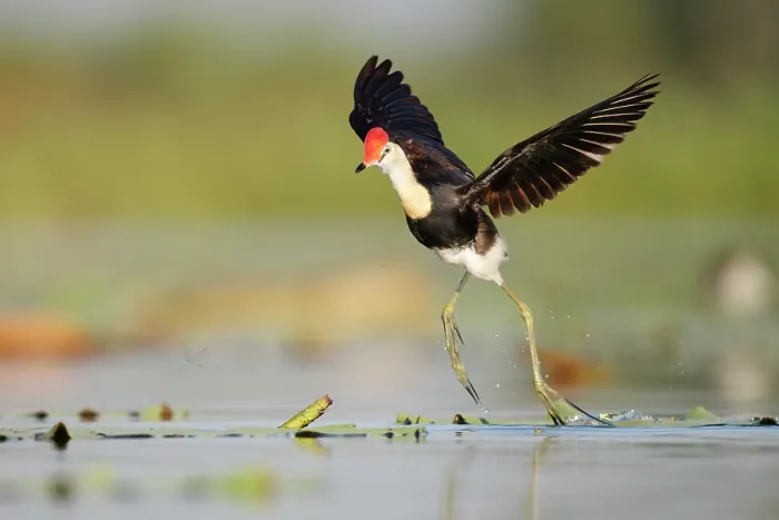 Framed Print : Comb-crested jacana (Irediparra gallinacea) taking flight from water, Corroboree billabong, Northern Territory, Australia Framed Print : Comb-crested jacana (Irediparra gallinacea) taking flight from water, Corroboree billabong, Northern Territory, Australia