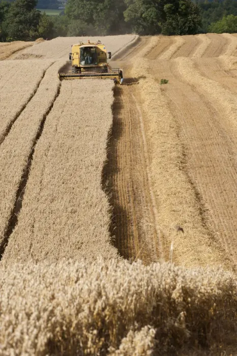 Framed Print : Combine harvester combining Oat crop, Haregill Lodge Farm, Ellingstring, North Yorkshire Framed Print : Combine harvester combining Oat crop, Haregill Lodge Farm, Ellingstring, North Yorkshire