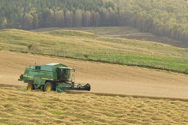 Combine harvester harvesting Barley (Hordeum vulgare) crop, Strathspey, Highlands