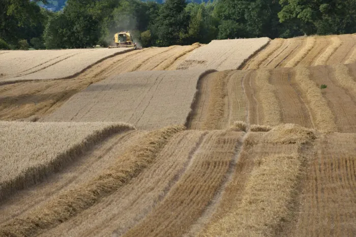 Framed Print : Combine harvester harvesting Oats, Haregill Lodge Farm, Ellingstring, North Yorkshire