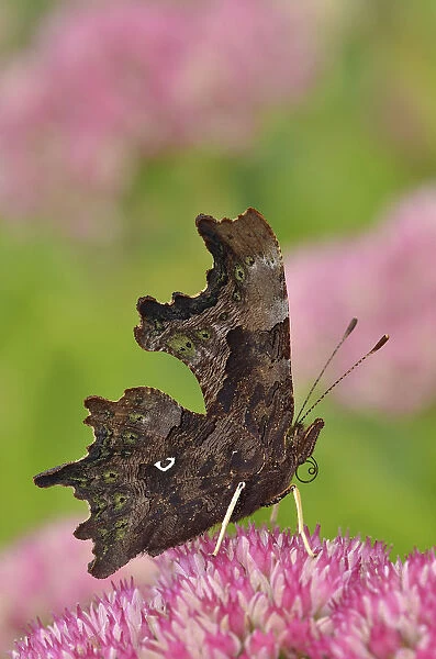Comma butterfly (Polygonia c-album) feeding on flower of Ice plant (Sedum) in garden