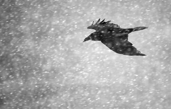 Commen raven (Corvus corax) flying in falling snow, Vardo, Norway, March