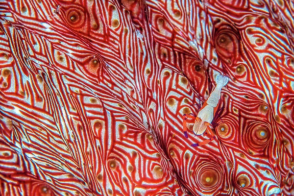 Commensal emperor shrimp (Periclimenes imperator) moves across the colourful red patterned surface of its host Candycane sea cucumber (Thelenota rubralineata). Misool, Raja Ampat, West Papua, Indonesia. Ceram Sea. Tropical West Pacific Ocean