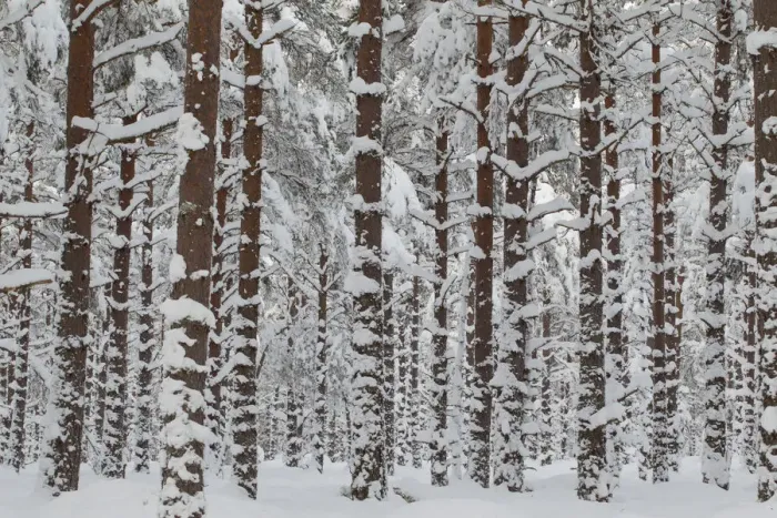 Framed Print : Commercial pine woodland (Pinus sylvestris) in winter, Cairngorms National Park, Scotland